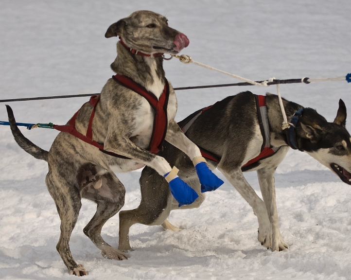 2009-03-14, Competition de traineaux a chiens au Bec-scie (145635).jpg - Dans l'attente du départ